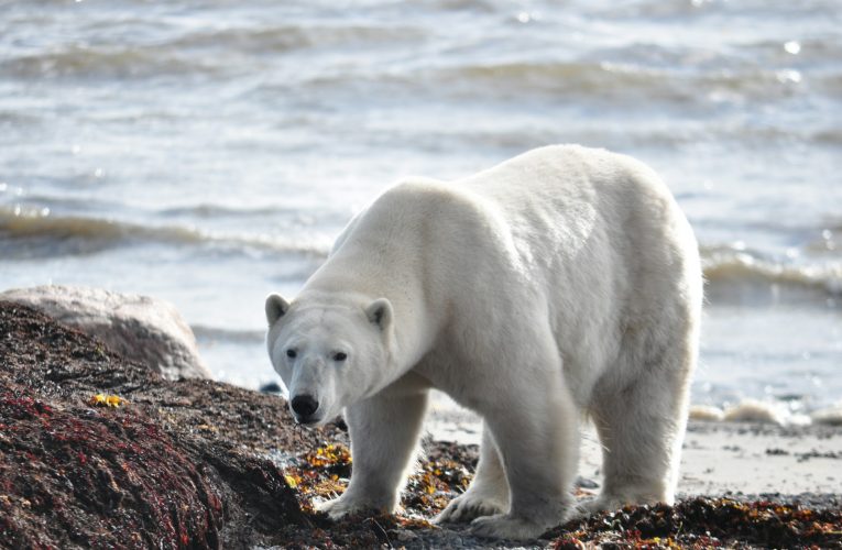 Das Schmelzen des Eises bedroht das Überleben der ikonischen Eisbärenarten in Wien, Österreich