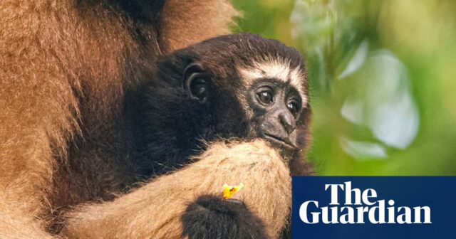 Guardians of the Gibbons: Die Harmonie zwischen Tier und Mensch steht auf dem Spiel

