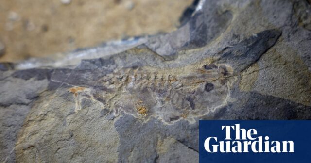 Wissenschaftler entdecken das älteste Fossil einer Riesenkaulquappe in Argentinien

