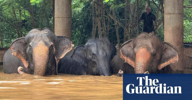 Elefantenschutzgebiet nach schwerer Überschwemmung in Thailand evakuiert – Video

