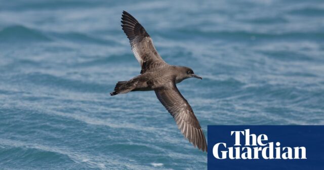 Das hochfliegende Leben der australischen Vögel wurde dank Wetterradaren in neuen Details enthüllt

