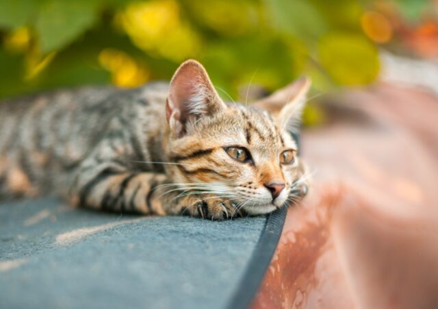 Warum missachtet eine streunende Clayton-Katze ein schönes Tierheim mit einem bequemen Bett?

