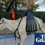 Schwangere Kuh gerettet, nachdem sie im Schwimmbad in Rutland steckengeblieben war