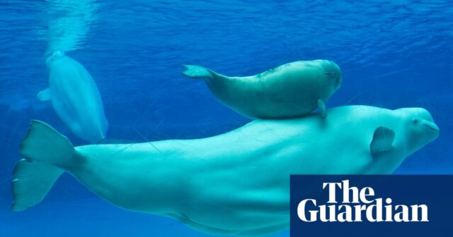 Empörung im kanadischen Marineland-Themenpark, nachdem der fünfte Beluga-Wal gestorben ist

