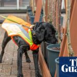 Bark Detective: Hund, der darauf trainiert ist, die britische Baumkrankheit aufzuspüren