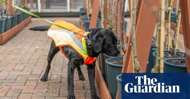 Bark Detective: Hund, der darauf trainiert ist, die britische Baumkrankheit aufzuspüren

