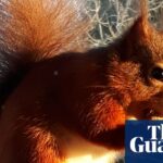 Rote Eichhörnchen werden aus England verschwinden, wenn kein Eichhörnchenpocken-Impfstoff finanziert wird