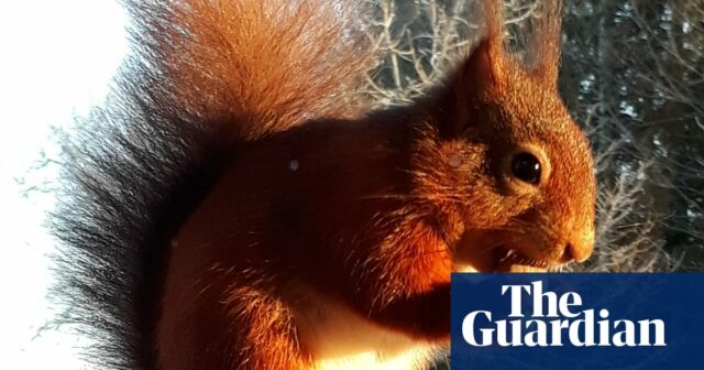 Rote Eichhörnchen werden aus England verschwinden, wenn kein Eichhörnchenpocken-Impfstoff finanziert wird

