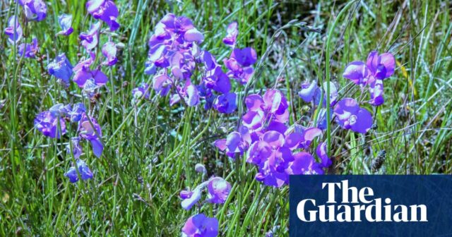 Stachelige blaue Teufel und Schokoladenlilien: Viktorianisches Grasland voller Wildblumen nach ökologischem „Reset“

