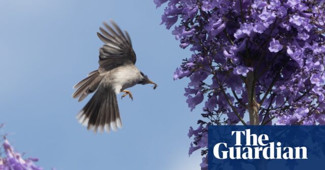 Jacaranda-Saison in Sydney – in Bildern

