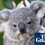 Landwirt aus NSW verhängte Rekordstrafe von 1 Million US-Dollar US-Dollar vernichtet wichtigen Koala-Lebensraum für eine private Landebahn, die größer als der Flughafen Sydney ist