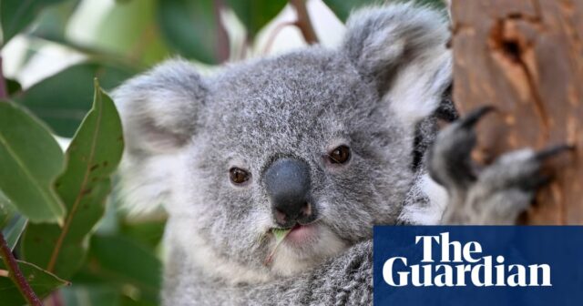 Landwirt aus NSW verhängte Rekordstrafe von 1 Million US-Dollar US-Dollar vernichtet wichtigen Koala-Lebensraum für eine private Landebahn, die größer als der Flughafen Sydney ist

