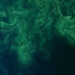 blue-green algae