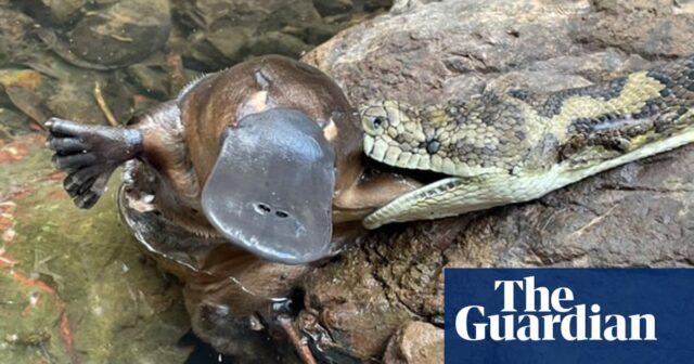 Teppichpython mit Schnabeltier im Maul in Australian Creek entdeckt – Video

