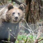 Das Schutzgebiet Rumänien versucht, Bären zu retten, während die Jagd wieder aufgenommen wird