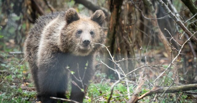 Das Schutzgebiet Rumänien versucht, Bären zu retten, während die Jagd wieder aufgenommen wird

