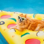 Image of a dog on a pizza-shaped pool float.