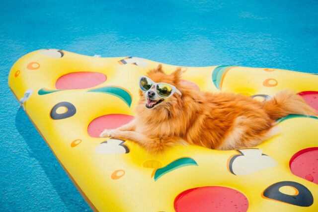 Image of a dog on a pizza-shaped pool float.