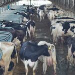 View of a cattle ranch in the Jiangsu province of China