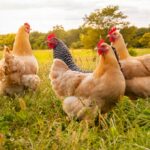 Sollte sich ein Fairfield-Hühneraquarianer über zwei tote Geier im Garten eines Nachbarn Sorgen machen?