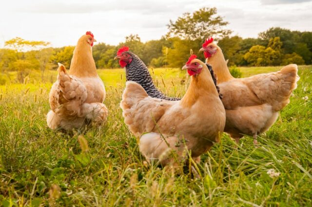 Sollte sich ein Fairfield-Hühneraquarianer über zwei tote Geier im Garten eines Nachbarn Sorgen machen?

