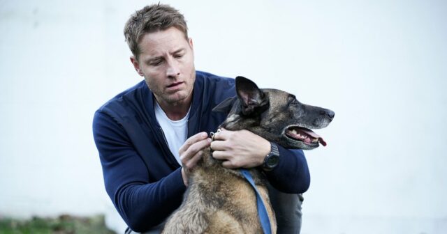 In Justin Hartleys neuem „Stalker“-Fall rettet Colter Shaw gestohlenen Hund

