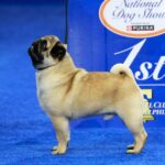 Der Mops Vito gewinnt die nationale Hundeausstellung 2024