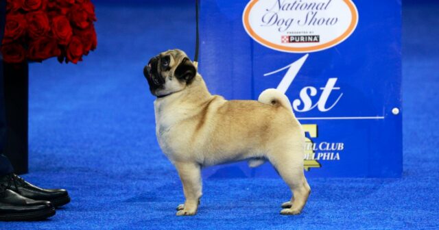 Der Mops Vito gewinnt die nationale Hundeausstellung 2024

