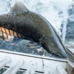 Gehen Sie angeln: Chinook-Lachspopulation erholt sich im Mokelumne River