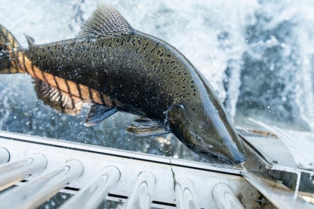 Gehen Sie angeln: Chinook-Lachspopulation erholt sich im Mokelumne River

