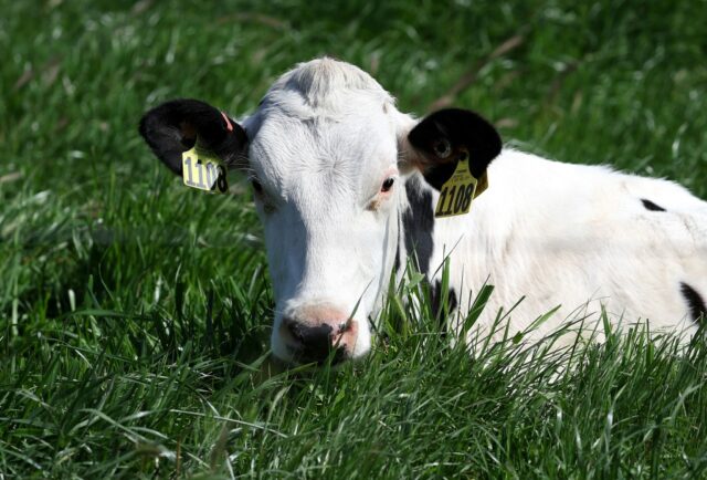 Rohmilch hätte deinen Sohn fast getötet. Jetzt lenkt die Vogelgrippe mehr Aufmerksamkeit auf ihr Risiko

