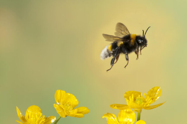 Berichten zufolge hat Bees Meta daran gehindert, ein nuklearbetriebenes KI-Rechenzentrum zu bauen

