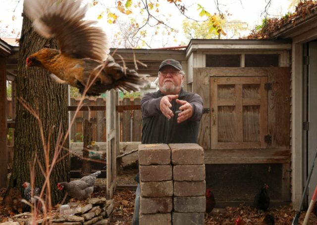 Warum überquerte das Huhn mit dem gebrochenen Flügel eine Straße in Chicago? Gerettet zu werden, das passiert

