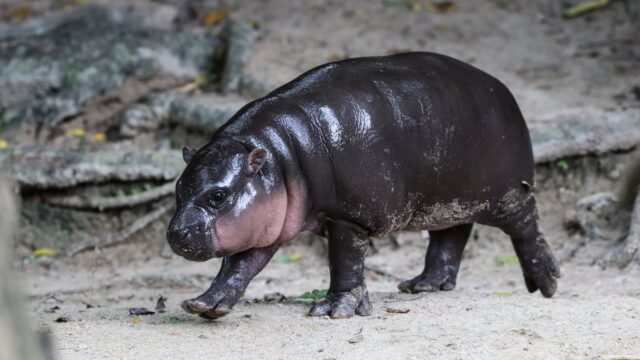 „Wer Deng?“ Lernen Sie Haggis kennen, die neueste Nilpferd-Sensation aus dem Edinburgh Zoo

