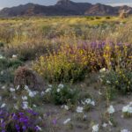 Leserbriefe: Geben Sie den Einheimischen des Coachella Valley das Chuckwalla National Monument, das wir wollen