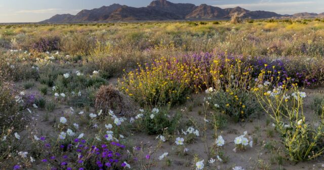 Leserbriefe: Geben Sie den Einheimischen des Coachella Valley das Chuckwalla National Monument, das wir wollen

