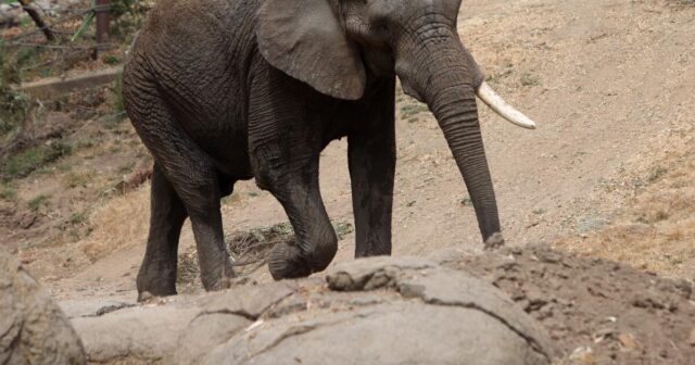 Kommentar: Ich hatte das Glück, ein Elefantenbaby aus der Nähe zu sehen, aber es ist an der Zeit, die Haltung dieser majestätischen Tiere in Zoos zu überdenken

