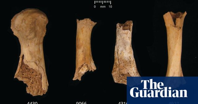 „Etwas Schreckliches“: Somerset-Grube enthüllt Kannibalismus aus der Bronzezeit

