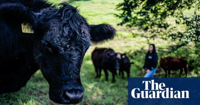 Können Kolumbiens „verrückte“ Rinderzüchter Rindfleisch zu einer umweltfreundlichen Wahl machen?

