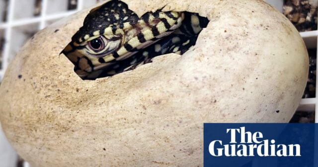 Der Zoo von Los Angeles heißt zwei Perentie-Eidechsen willkommen, die ersten, die dort gezüchtet wurden

