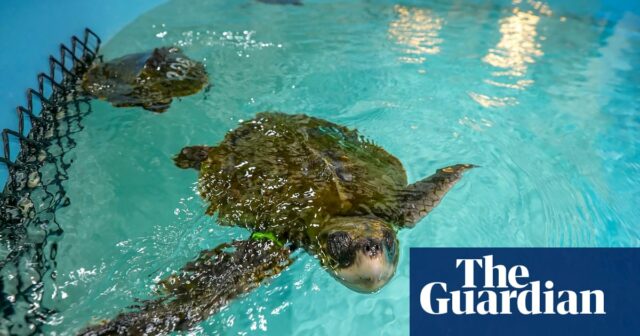 „Sie stecken fest“: In Cape Cod werden weitere Wale, Schildkröten und Delfine gestrandet

