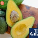 Außergewöhnliche Größe und Ausdauer: der unwahrscheinliche Ursprung einer mächtigen australischen Avocado