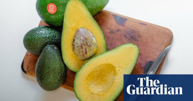 Außergewöhnliche Größe und Ausdauer: der unwahrscheinliche Ursprung einer mächtigen australischen Avocado

