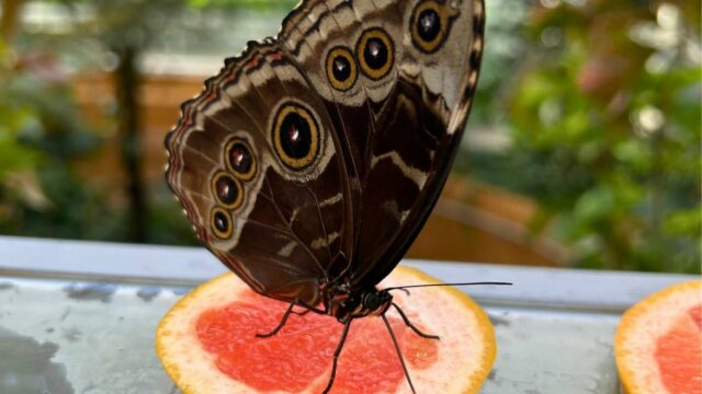 Wie das Insektarium von Montreal KI für Forschungszwecke nutzt – und um Besuche interaktiver zu gestalten

