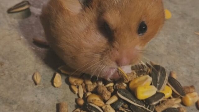 Millionen von Menschen sahen online zu, wie dieser New Brunswick-Hamster seine Wangen aushöhlte

