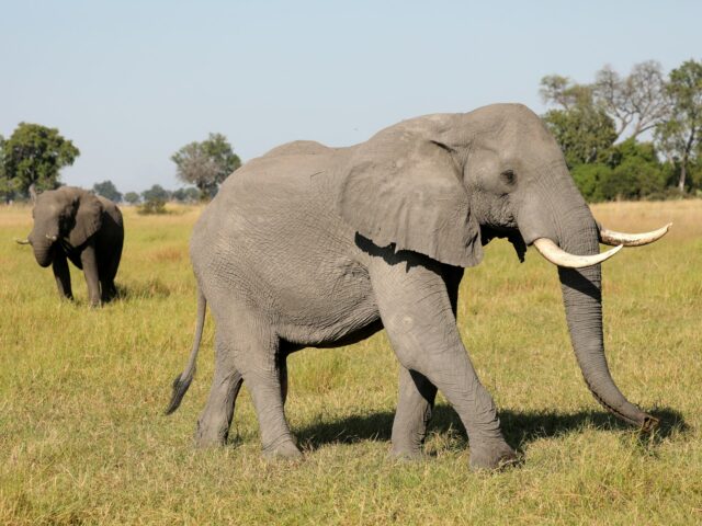 Haben giftige Algen in Botswana Hunderte Elefanten getötet?

