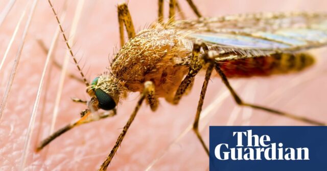 In Victoria festgestellte Japanische Enzephalitis löst in den nächsten Wochen eine „hohe“ Risikowarnung aus

