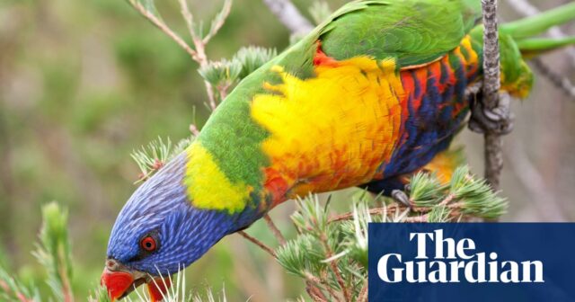 Tote einheimische Vögel und Flughunde wurden in einer Stadt in Südafrika gefunden, in der sich eine der größten Bleihütten der Welt befindet

