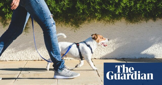 Forscher erforschen Langlebigkeitsmedikamente für Hunde, die auch das menschliche Leben verlängern könnten

