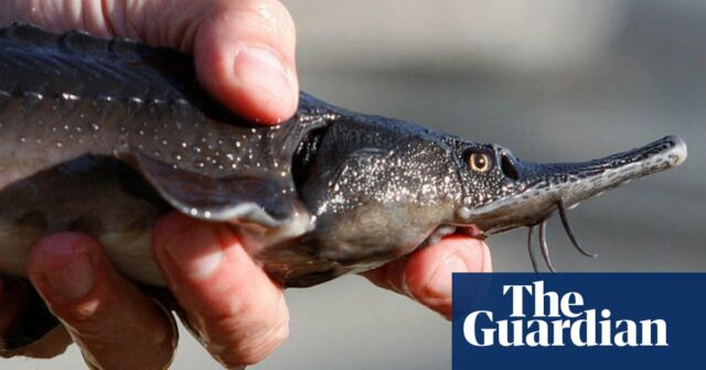 Der Fisch der Weisen gewinnt den Titelpreis für das seltsamste Buch

